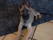 Deutscher schäferhund Welpe DDR linie X Malinois - Issum