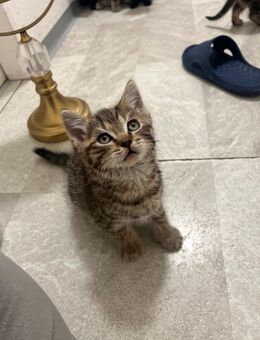 Süße Bkh Kitten - Dorsten