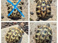 griechische Landschildkröten Nachzuchten Schildkröte - Schönebeck (Elbe)