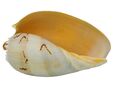 Echte Muschel Melo Meeresschnecke ca. 12 cm in 80331
