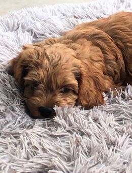 Cockerpoo-Hündin sucht neue Familie - Teupitz