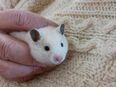 Goldhamster-Bub aus eigener Zucht in 37242