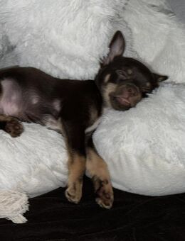 Chihuahua Simba - Schwelm