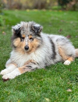 Traumhafter Collie-Welpe, 3 Monate alt, sucht liebevolles Zuhause 🐾 - Dallgow-Döberitz