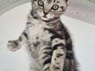 BKH Kitten Kätzchen Babykatze Männchen - Lemgo