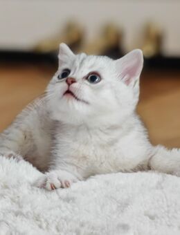 BKH Kitten Britisch Kurzhaar Nur noch 4 Jungs - Rheine