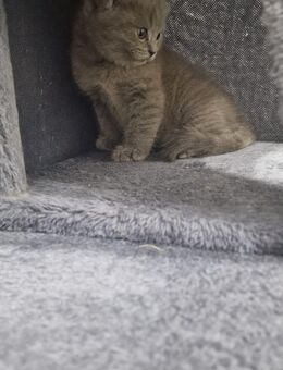 SÜẞE BKH KITTEN - Gelsenkirchen