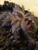 Pamphobeteus spec mascara 2cm KL in 50767