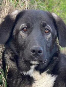 Esko, geb. ca. 09/2024, GRIECHENLAND - Markdorf