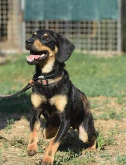 Domino aktiver Junghund sucht ein Zuhaus - Berlin