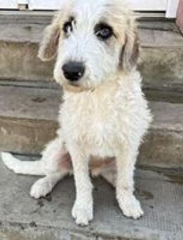 Leila süße verspielte junge Hündin/Welpe - Hüllhorst