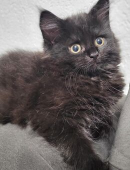 Blh/Maine coon Kitten Black - Herne Mitte