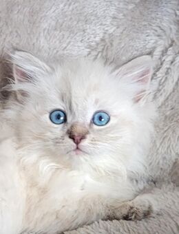 Neva Masquarade Sibirische Waldkatzen Kitten - Stemwede