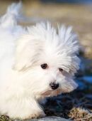 Suchen kleinen Hund in 09123