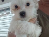 Maltipom Welpen Malteser Pomeranien Welpen - Merenberg (Marktflecken)