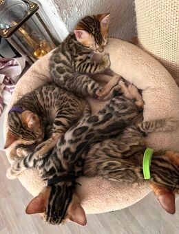 kleine Bengalen sind auf der Suche nach einem Zuhause - Erfurt