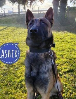 Asher ein sehr hübscher Kerl - Flörsheim-Dalsheim