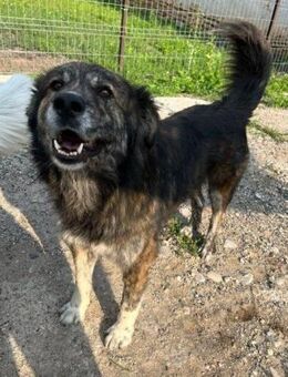 Tiger; 3 Jahre nur Leid - Geilenkirchen