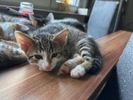 1 katzenbaby - Ludwigsburg