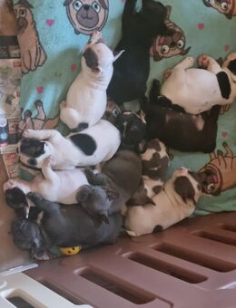 Französiche Bulldogen - Simmershofen