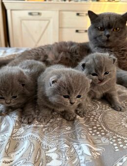 BKH / Britisch Kurzhaar Kitten - Mönchengladbach