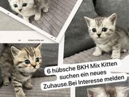 6 Hübsche BKH Kitten Mix abzugeben. - Sulingen
