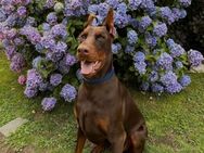Wunderschöner, reinrassiger total lieber Dobermann Rüde braun, unkastriert - Südlohn