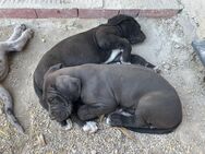 Deutsche Doggen Welpen Grautiger Blau - Köthen (Anhalt)
