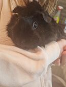 Weibchen meerschweinchen in 41189