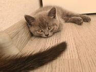 BKH Kitten (reinrassig) - Gimbsheim