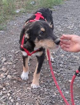 ROJA - wartet schon so lange... - Konstanz
