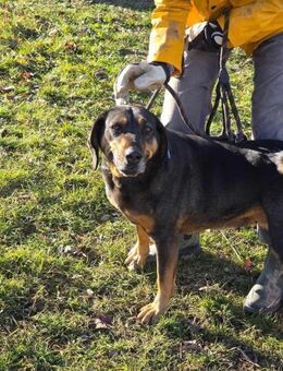 Sehr freundliche sehr sanfte HILDA 🐾♥️ - München