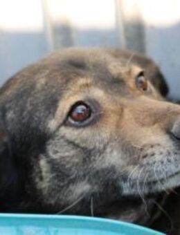 Yori - sehr sanft u. lieb - Lohra