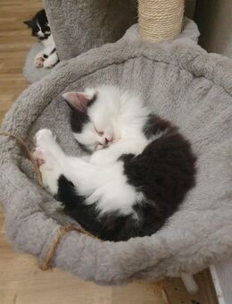 Maine Coon x British Langhaar Mix Kitten - Plauen