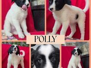 POLLY sucht ihre Menschen - Bissingen
