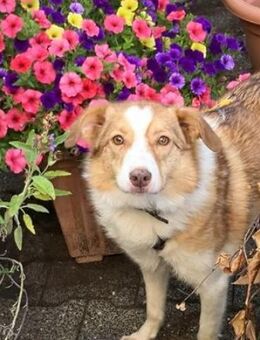 Hundedame Pinky❤️sucht ruhiges Zuhause - Rott (Inn)