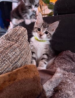 Maine Coon Mix - Eilenburg Zentrum