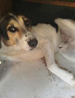 SOL - hübscher Rüde sucht Zuhause - Aerzen