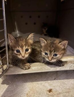 Ophelia & Cornelia aus dem Tierschutz - Grevenbroich