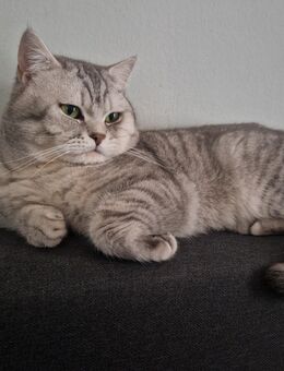 BKH Deckkater - Augsburg