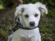 Szöke, Rabauke sucht Familie - Puchheim