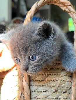 BKH Kitten - Buchholz (Nordheide) Zentrum