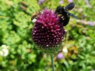 Kugelköpfiger Lauch ( Allium sphaerocephalon) Kugellauch - Horgenzell