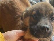 Rémy - ein liebes Hundekind 🐾 - Elsdorf (Nordrhein-Westfalen)