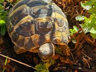 2 griechische Landschildkröten, Testudo hermanni - Blankenfelde-Mahlow