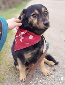 LEONIE - 35 cm, kinderlieb, neugierig - Linden (Hessen)