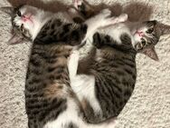 Katzen-Geschwisterpaar sucht liebevolles Zuhause! - Erding