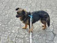 Winziges Pekinesenmädelchen Amy... - Mannheim
