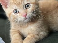 Schöner Kater - Hannover Vahrenwald-List