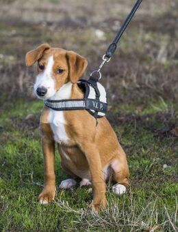 Finch kleiner Forscher sucht Platz - Puchheim